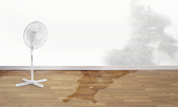 Best Ceiling water damage repair  in Saranac, MI